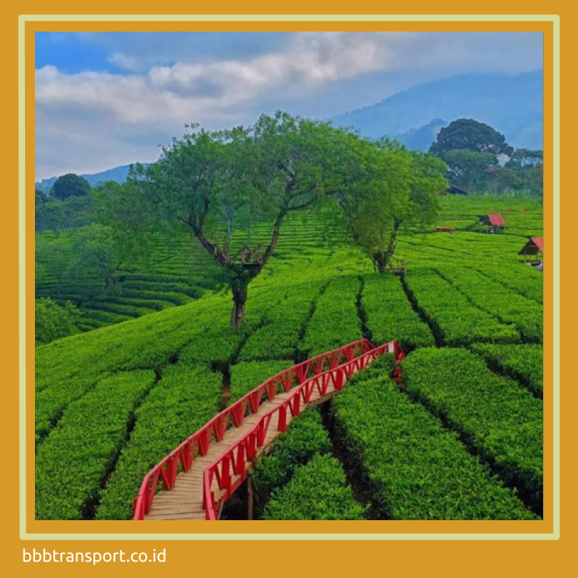 Kebun teh